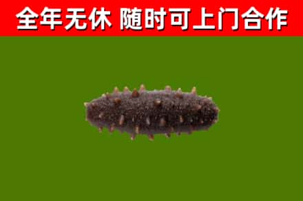 扶沟烟酒回收干海参.jpg